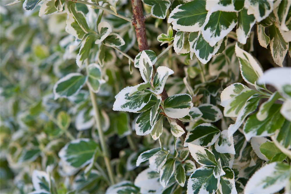 Euonymus fortunei 'Emerald'n Gaiety'