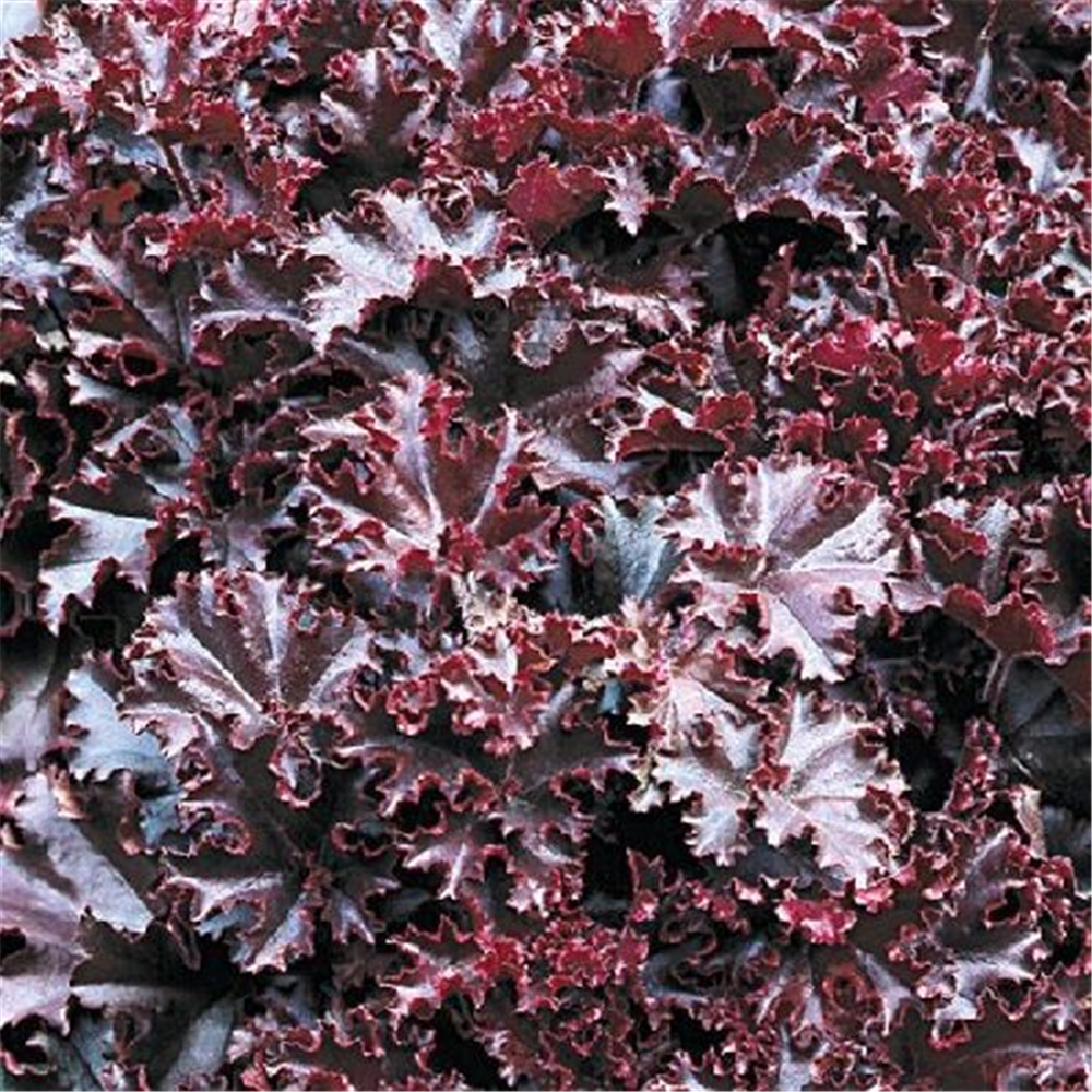 Garten-Silberglöckchen 'Melting Fire'