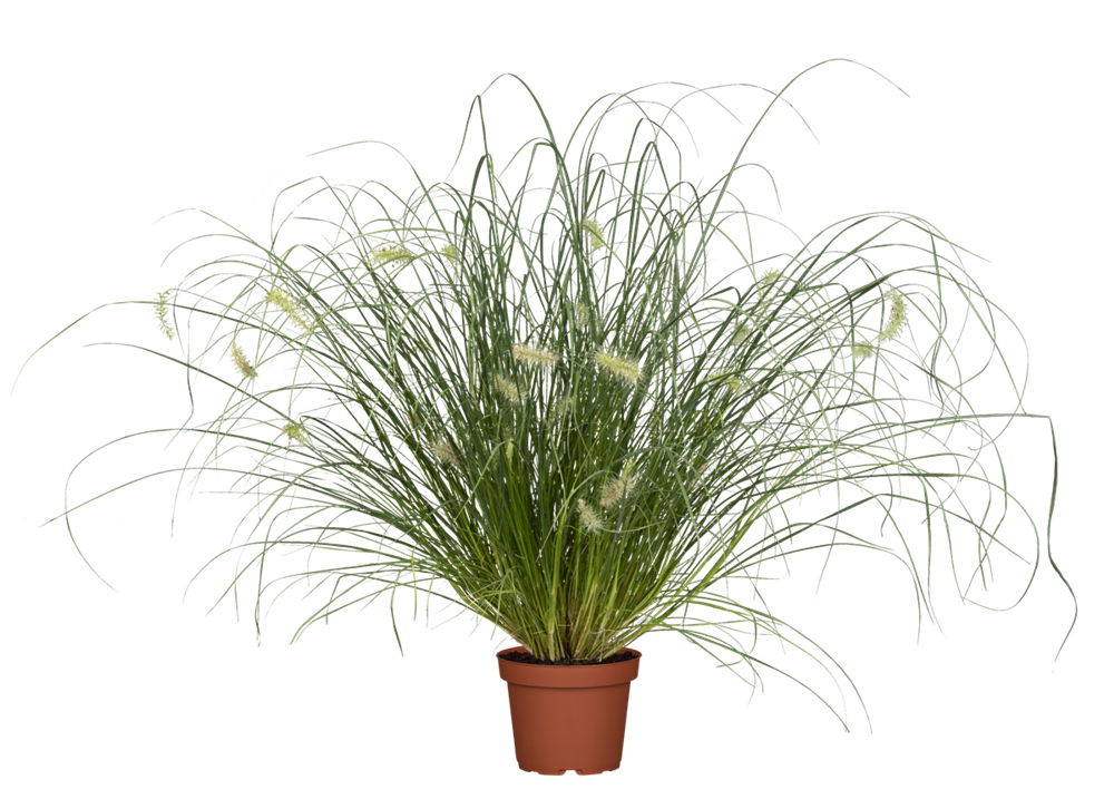 Garten-Federborstengras