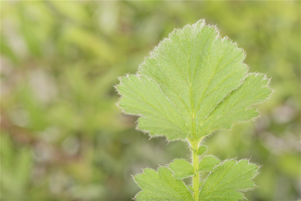 Chilenische Nelkenwurz