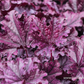 Heuchera x cult.'Forever Purple'