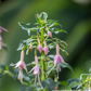 Fuchsie