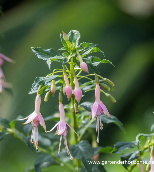 Fuchsie