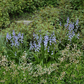 Spanisches Hasenglöckchen 'Blue Sky' - 10 Blumenzwiebeln