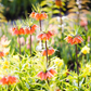 Kaiserkrone 'Rubra' - Blumenzwiebel