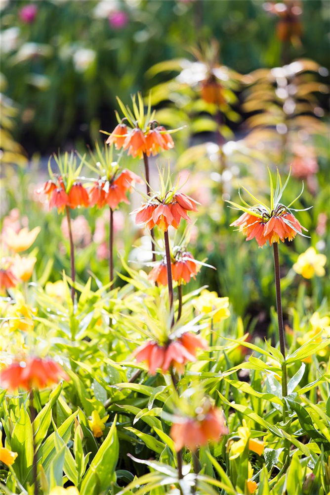 Kaiserkrone 'Rubra' - Blumenzwiebel