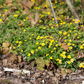 Nelkenwurzähnliche Waldsteinie