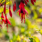 Garten-Fuchsie