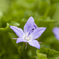 Campanula poscharskyana