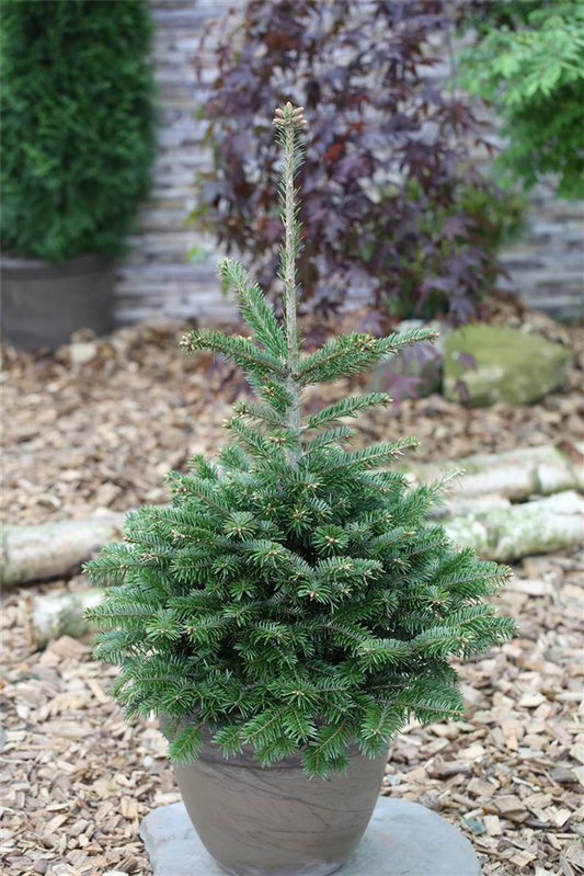 Abies nordmanniana
