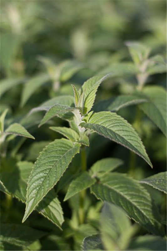 Minzenblättrige Indianernessel