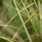 Garten-Chinaschilf
