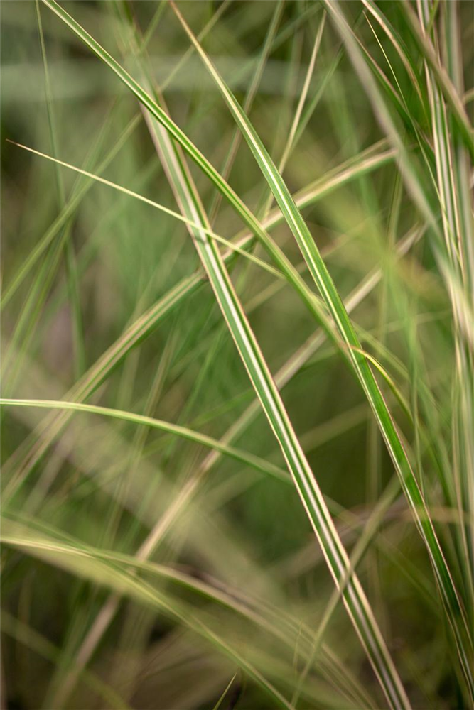 Garten-Chinaschilf