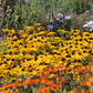 Leuchtender Garten-Sonnenhut 'Goldsturm'