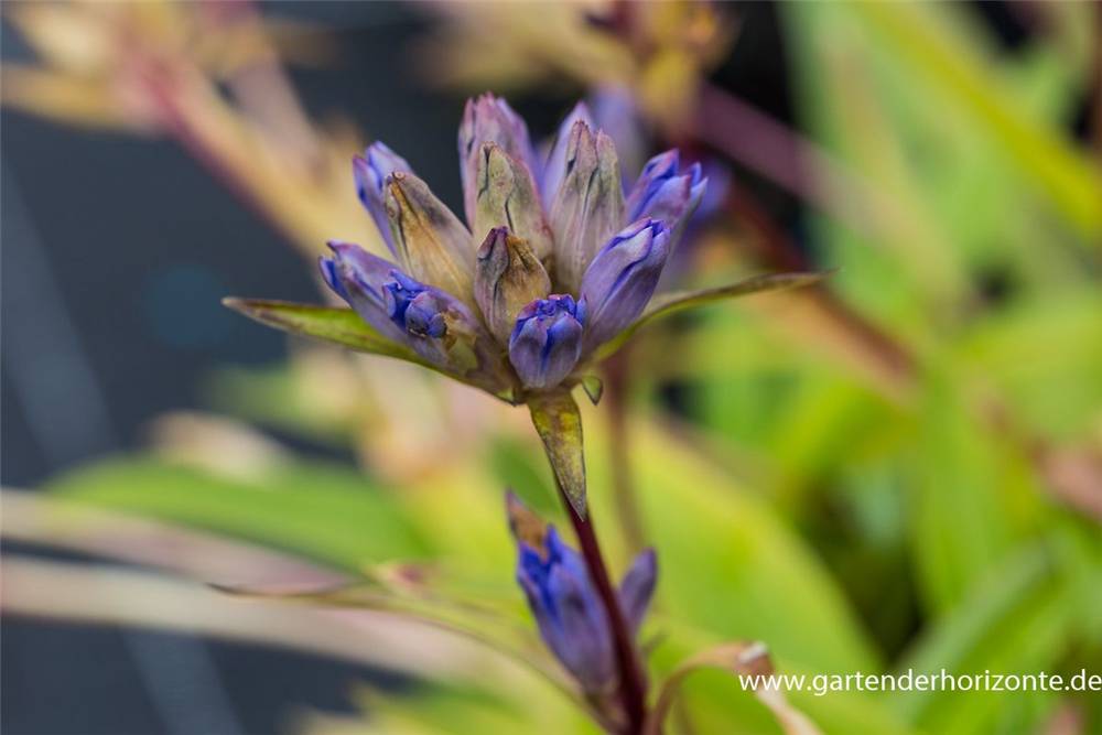 Gentiana dahurica
