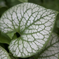 Brunnera macrophylla 'Jack Frost'  -R-