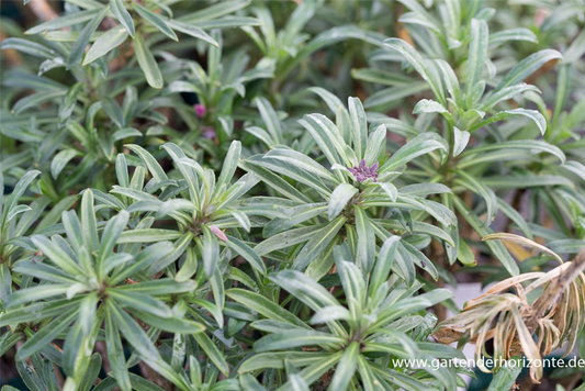 Erysimum cheiri 'Bowles Mauve'
