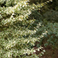 Euonymus fortunei 'Emerald'n Gaiety'