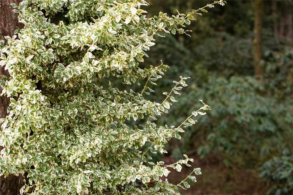 Euonymus fortunei 'Emerald'n Gaiety'