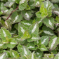 Lamium maculatum 'Chequers'