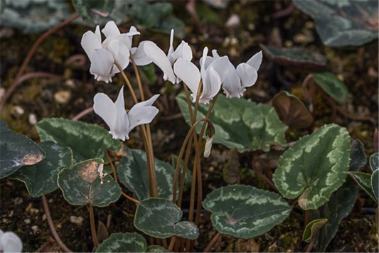 Cyclamen hederifolium 'Ivy Ice Pure White'