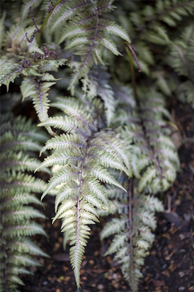 Athyrium niponicum 'Metallicum'