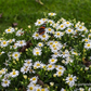 Zwerg-Wild-Aster 'Starshine'®