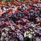 Garten-Silberglöckchen 'Sugar Frosting'