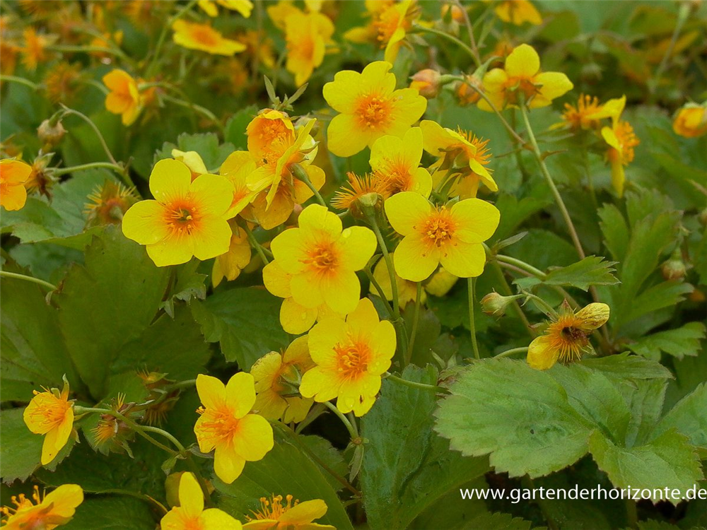 Dreiblättrige Waldsteinie