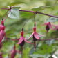 Fuchsie