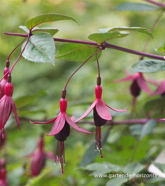 Fuchsie