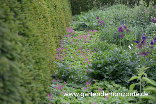 Geranium macrorrhizum 'Bevan'
