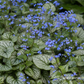 Brunnera macrophylla 'Jack Frost'  -R-