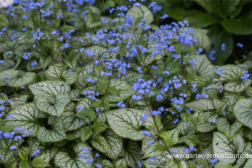 Brunnera macrophylla 'Jack Frost'  -R-