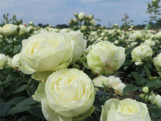 Edelrose 'Wedding Piano'®
