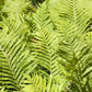 Blechnum spicant