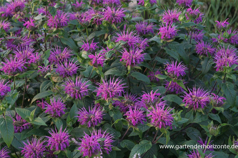 Garten-Indianernessel 'Blaustrumpf'
