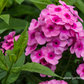 Hohe Flammenblume