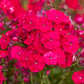 Hohe Flammenblume