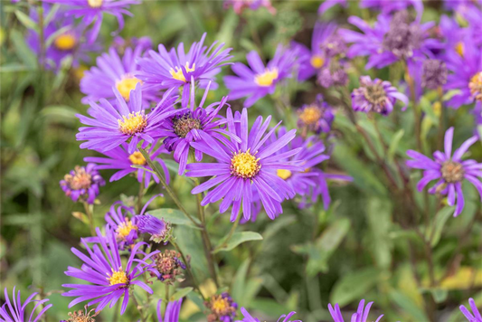 Garten-Sommer-Aster 'Veilchenkönigin'