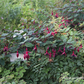 Fuchsie