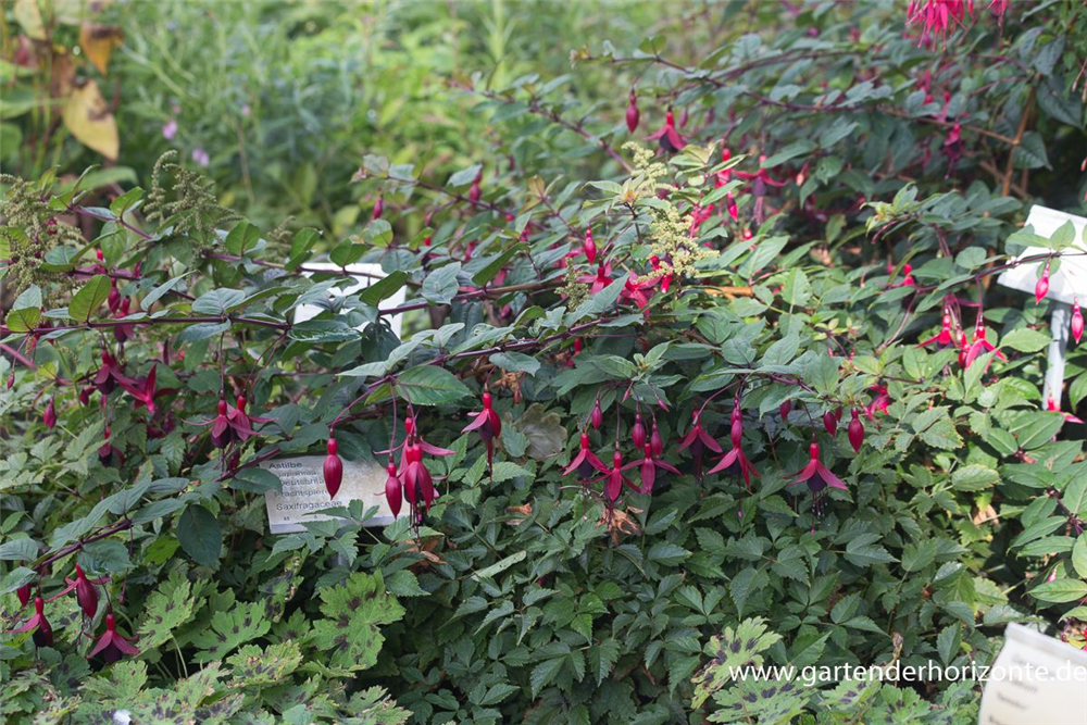 Fuchsie