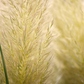 Cortaderia selloana 'Weiße Feder'