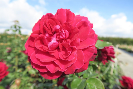 Edelrose 'Bellevue'®