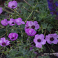 Geranium cinereum 'Laurence Flatman'