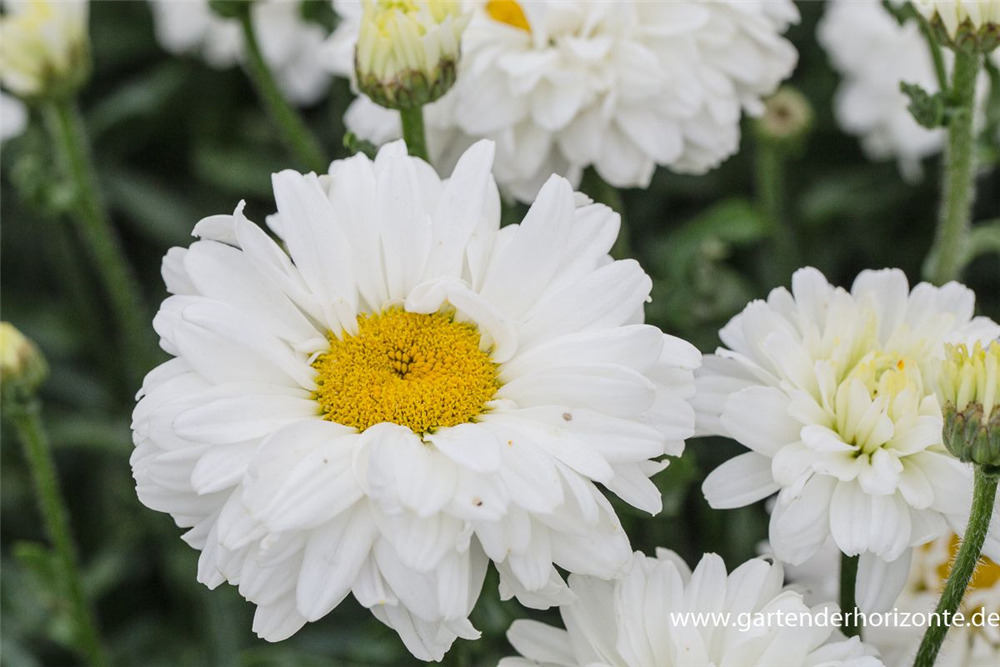 Großblumige Garten-Margerite 'Victorian Secret'
