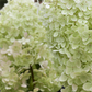 Rispenhortensie 'Limelight'(s)