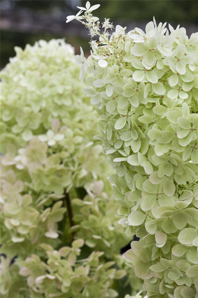 Rispenhortensie 'Limelight'(s)