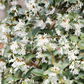 Burkwoods Duftblüte