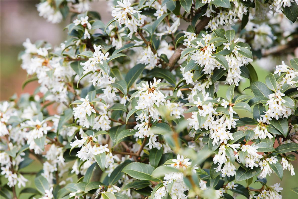 Burkwoods Duftblüte